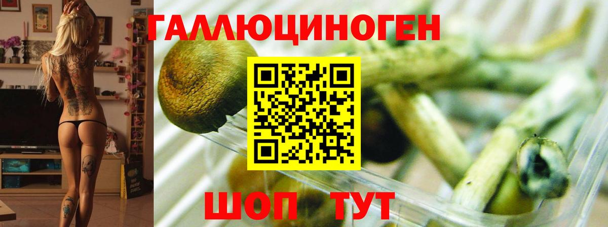 Псилоцибиновые грибы Psilocybe Миасс
